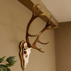 Bois de cerf rouge 6 cors Hauteur 59 cm Bois de cerf Plaque trophée sculptée 70.1031