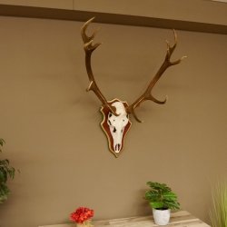 Bois de cerf rouge 6 cors Hauteur 59 cm Bois de cerf Plaque trophée sculptée 70.1031