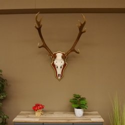 Bois de cerf rouge 6 cors Hauteur 59 cm Bois de cerf Plaque trophée sculptée 70.1031