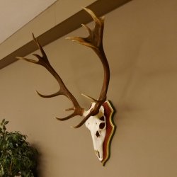 Bois de cerf rouge 6 cors Hauteur 59 cm Bois de cerf Plaque trophée sculptée 70.1031