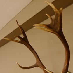 Bois de cerf rouge 6 cors Hauteur 59 cm Bois de cerf Plaque trophée sculptée 70.1031