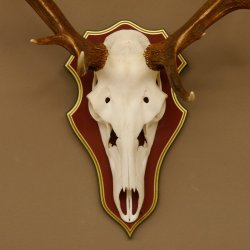 Bois de cerf rouge 6 cors Hauteur 59 cm Bois de cerf Plaque trophée sculptée 70.1031