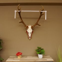 Bois de cerf rouge 6 cors Hauteur 59 cm Bois de cerf Plaque trophée sculptée 70.1031