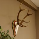 Roodhertengewei 6 eindhert hoogte 59 cm hertengewei gewei...