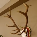 Bois de cerf rouge 6 cors Hauteur 59 cm Bois de cerf Plaque trophée sculptée 70.1031