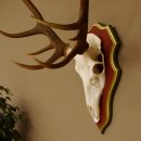 Bois de cerf rouge 6 cors Hauteur 59 cm Bois de cerf Plaque trophée sculptée 70.1031