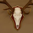 Bois de cerf rouge 6 cors Hauteur 59 cm Bois de cerf Plaque trophée sculptée 70.1031