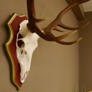 Bois de cerf rouge 6 cors Hauteur 59 cm Bois de cerf Plaque trophée sculptée 70.1031