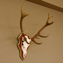 Bois de cerf rouge 6 cors Hauteur 59 cm Bois de cerf Plaque trophée sculptée 70.1031