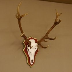 Bois de cerf rouge 6 cors Hauteur 59 cm Bois de cerf Plaque trophée sculptée 70.1031