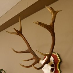 Bois de cerf rouge 6 cors Hauteur 59 cm Bois de cerf Plaque trophée sculptée 70.1031