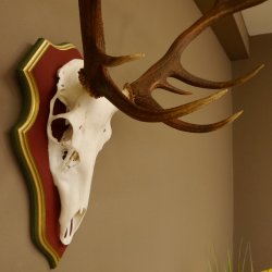 Bois de cerf rouge 6 cors Hauteur 59 cm Bois de cerf Plaque trophée sculptée 70.1031