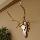 Bois de cerf rouge 6 cors Hauteur 59 cm Bois de cerf...