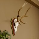 Bois de cerf rouge 6 cors Hauteur 59 cm Bois de cerf Plaque trophée sculptée 70.1031