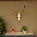 Bois de cerf rouge 6 cors Hauteur 59 cm Bois de cerf...