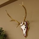 Bois de cerf rouge 6 cors Hauteur 59 cm Bois de cerf Plaque trophée sculptée 70.1031