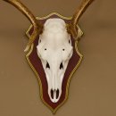 Bois de cerf rouge 6 cors Hauteur 59 cm Bois de cerf Plaque trophée sculptée 70.1031