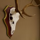 Bois de cerf rouge 6 cors Hauteur 59 cm Bois de cerf Plaque trophée sculptée 70.1031