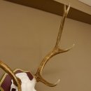 Bois de cerf rouge 6 cors Hauteur 59 cm Bois de cerf Plaque trophée sculptée 70.1031