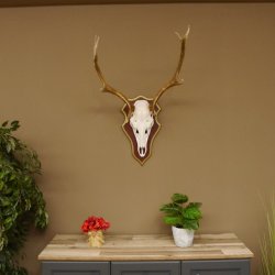 Bois de cerf rouge 6 cors Hauteur 59 cm Bois de cerf Plaque trophée sculptée 70.1031