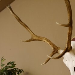 Bois de cerf rouge 6 cors Hauteur 59 cm Bois de cerf Plaque trophée sculptée 70.1031