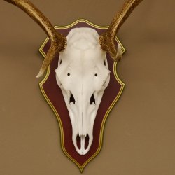 Bois de cerf rouge 6 cors Hauteur 59 cm Bois de cerf Plaque trophée sculptée 70.1031