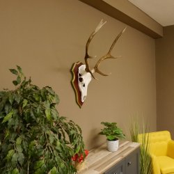 Bois de cerf rouge 6 cors Hauteur 59 cm Bois de cerf Plaque trophée sculptée 70.1031