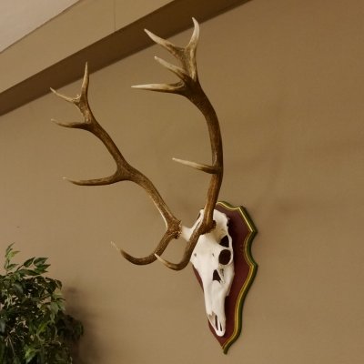 Bois de cerf rouge 6 cors Hauteur 59 cm Bois de cerf Plaque trophée sculptée 70.1031