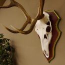 Bois de cerf rouge 6 cors Hauteur 59 cm Bois de cerf Plaque trophée sculptée 70.1031