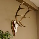 Roodhertengewei 6 eindhert hoogte 59 cm hertengewei gewei...