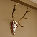 Bois de cerf rouge 6 cors Hauteur 59 cm Bois de cerf Plaque trophée sculptée 70.1031