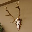 Bois de cerf rouge 6 cors Hauteur 59 cm Bois de cerf Plaque trophée sculptée 70.1031