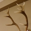 Bois de cerf rouge 6 cors Hauteur 59 cm Bois de cerf Plaque trophée sculptée 70.1031