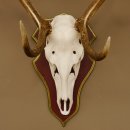 Bois de cerf rouge 6 cors Hauteur 59 cm Bois de cerf Plaque trophée sculptée 70.1031