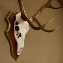 Bois de cerf rouge 6 cors Hauteur 59 cm Bois de cerf Plaque trophée sculptée 70.1031