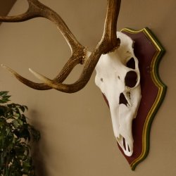 Bois de cerf rouge 6 cors Hauteur 59 cm Bois de cerf Plaque trophée sculptée 70.1031