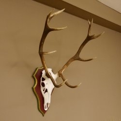 Bois de cerf rouge 6 cors Hauteur 59 cm Bois de cerf Plaque trophée sculptée 70.1031