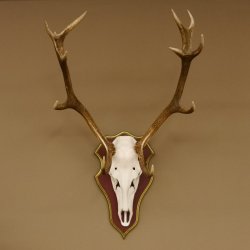 Bois de cerf rouge 6 cors Hauteur 59 cm Bois de cerf Plaque trophée sculptée 70.1031