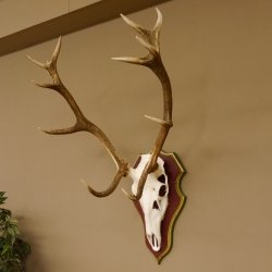 Bois de cerf rouge 6 cors Hauteur 59 cm Bois de cerf Plaque trophée sculptée 70.1031