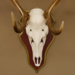 Bois de cerf rouge 6 cors Hauteur 59 cm Bois de cerf Plaque trophée sculptée 70.1031