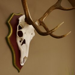 Bois de cerf rouge 6 cors Hauteur 59 cm Bois de cerf Plaque trophée sculptée 70.1031