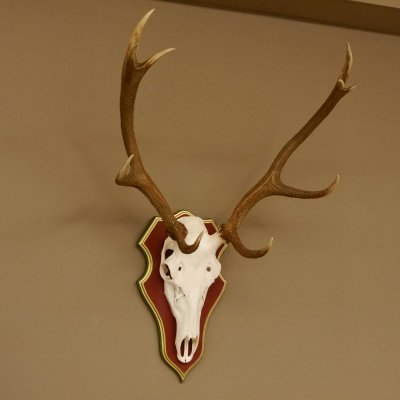 Bois de cerf rouge 6 cors Hauteur 59 cm Bois de cerf Plaque trophée sculptée 70.1031