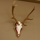 Roodhertengewei 6 eindhert hoogte 59 cm hertengewei gewei...