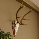 Roodhertengewei 6 eindhert hoogte 59 cm hertengewei gewei...