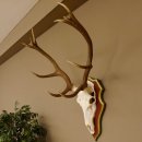 Bois de cerf rouge 6 cors Hauteur 59 cm Bois de cerf Plaque trophée sculptée 70.1031