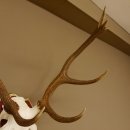 Bois de cerf rouge 6 cors Hauteur 59 cm Bois de cerf Plaque trophée sculptée 70.1031