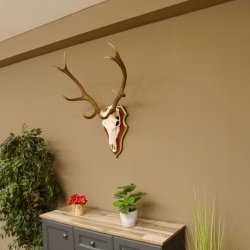 Bois de cerf rouge 6 cors Hauteur 59 cm Bois de cerf Plaque trophée sculptée 70.1031