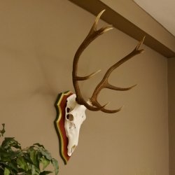 Bois de cerf rouge 6 cors Hauteur 59 cm Bois de cerf Plaque trophée sculptée 70.1031