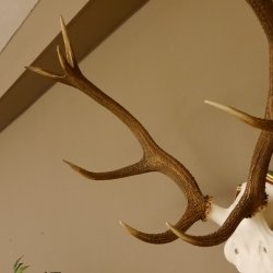 Bois de cerf rouge 6 cors Hauteur 59 cm Bois de cerf Plaque trophée sculptée 70.1031