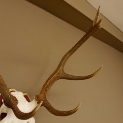 Bois de cerf rouge 6 cors Hauteur 59 cm Bois de cerf Plaque trophée sculptée 70.1031